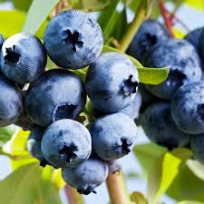 Freeze Dried Fruit -Single Flavors